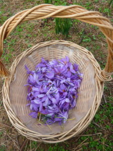 Récolte de fleurs de safran