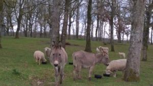 hébergement chambres hotes avec animaux